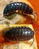 Armadillidium vulgare
